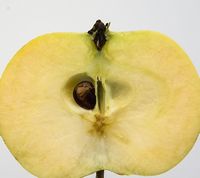 Venus æble